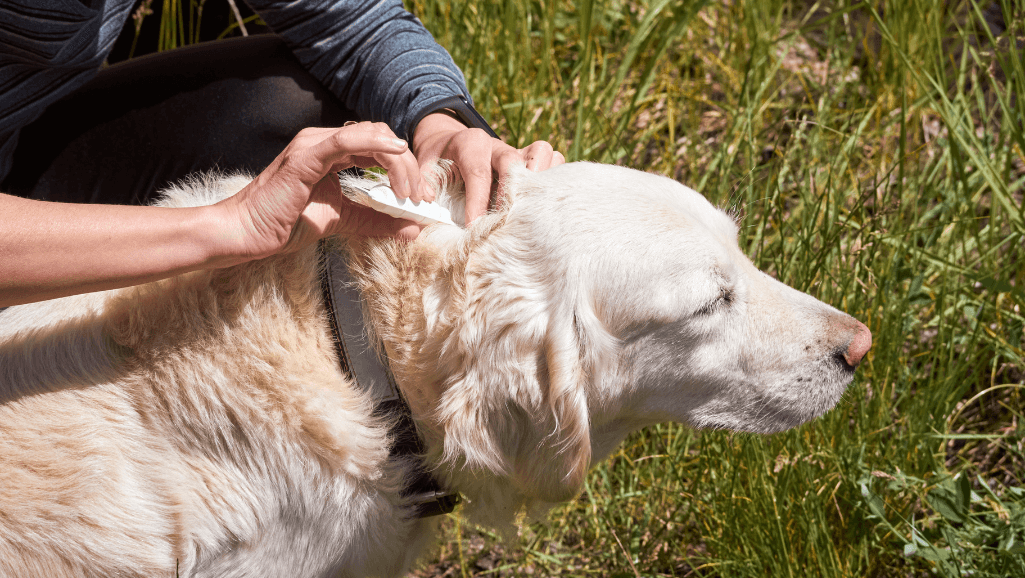 Natural Flea and Tick Treatment for Dogs: Safe Options 1 natural flea and tick treatment for dogs