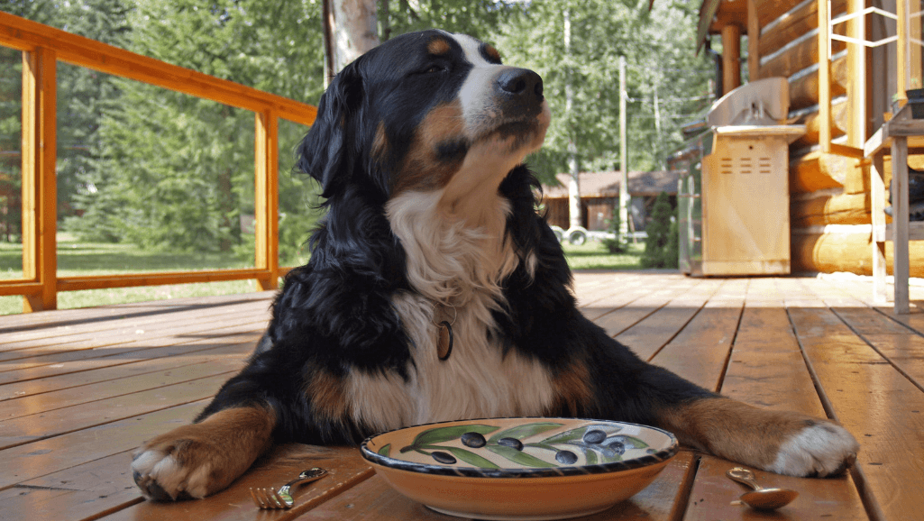 natural immunity boosters for allergic dogs