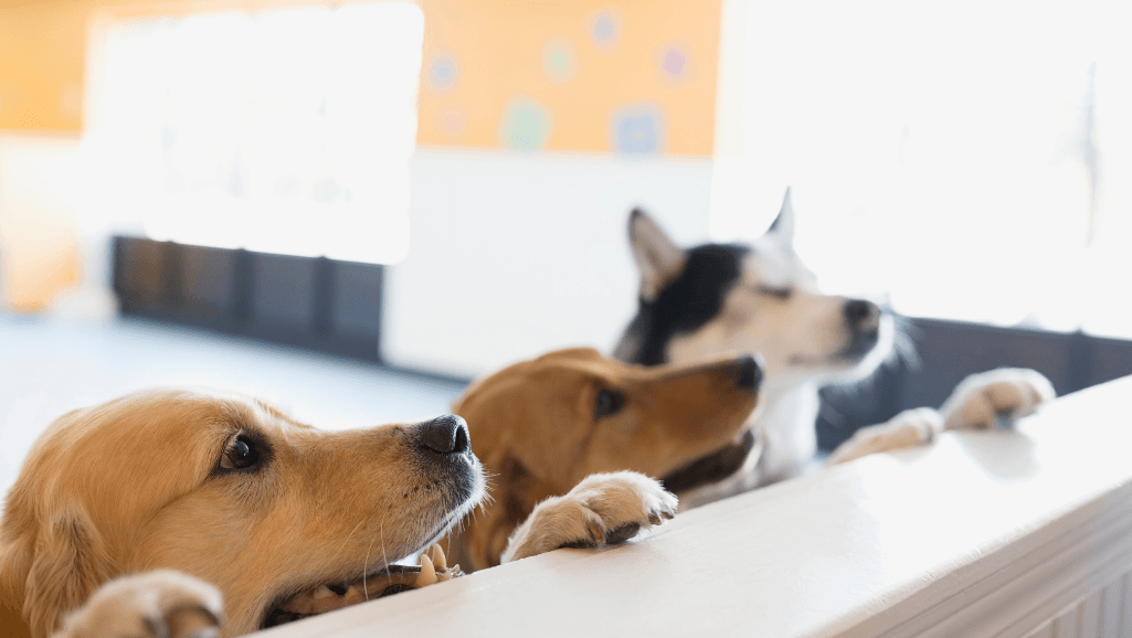 over the counter medications for dog upset stomach