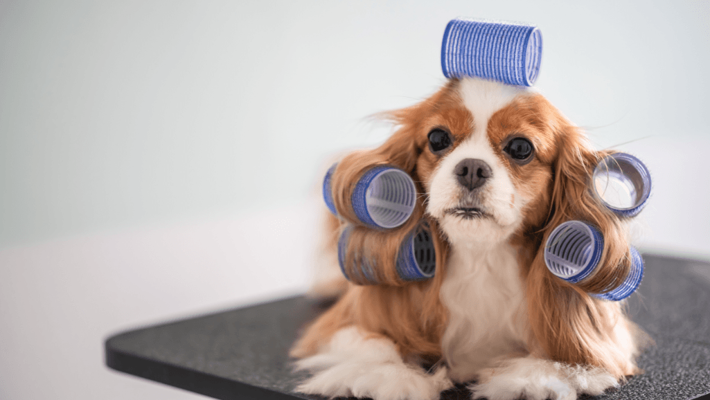 pet grooming academy certifications