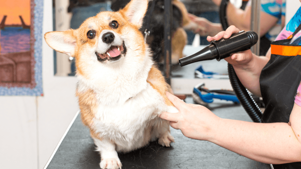pet shampoo and grooming tools on a grooming table