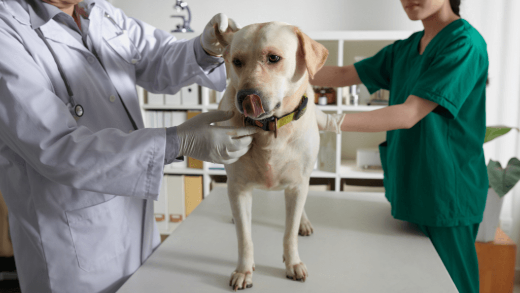 physical examination for dog skin