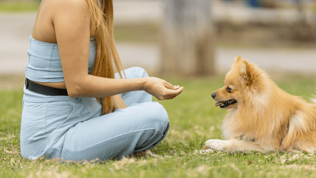 positive reinforcement training