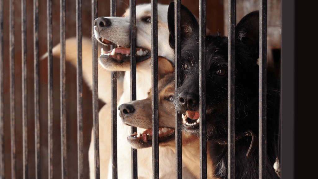 preventing hot spots in shelter dogs