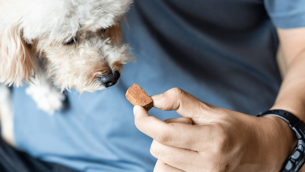 preventing worms in dogs