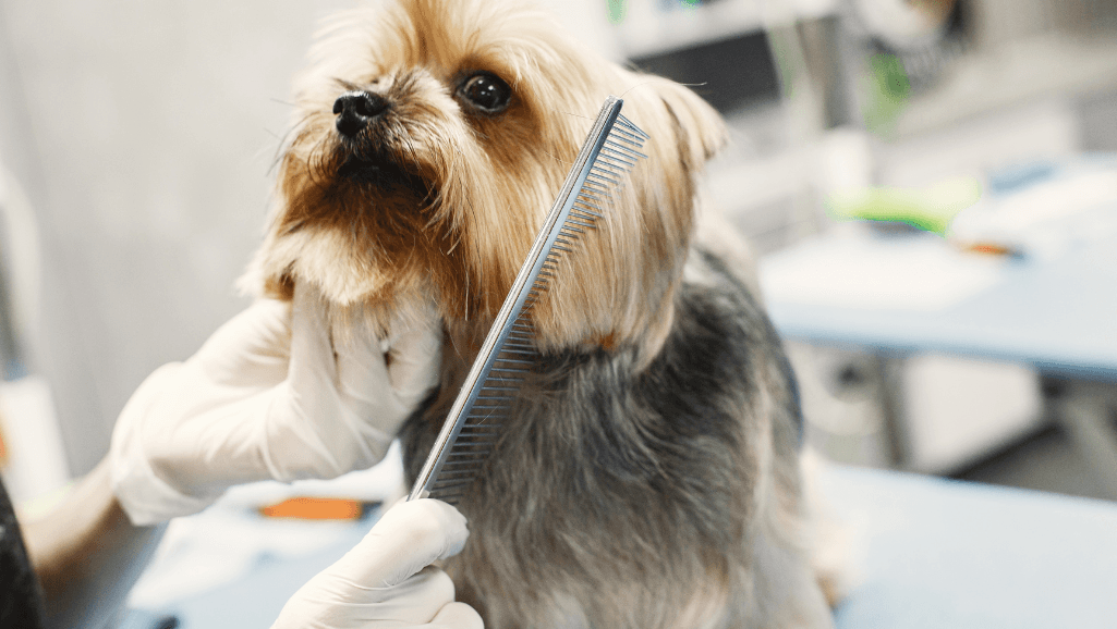 puppy haircuts for different breeds