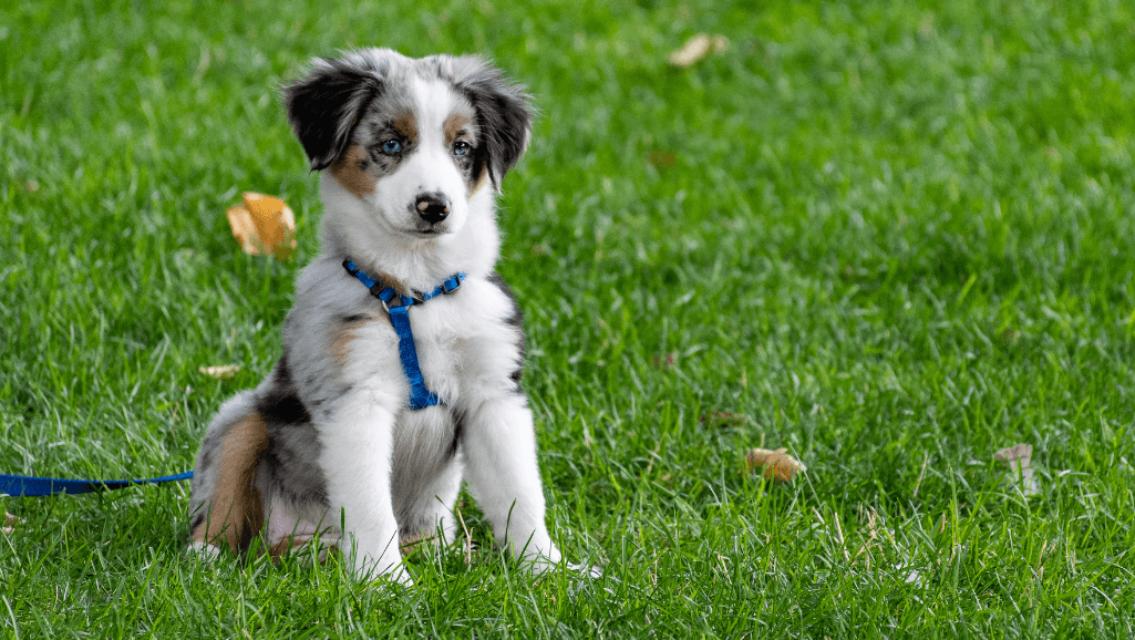 puppy obedience training