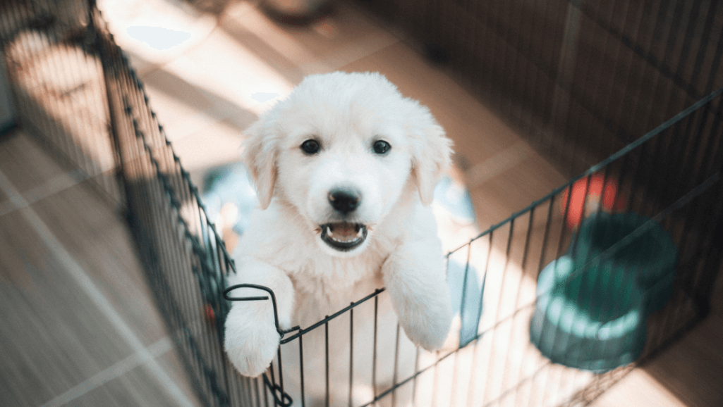 puppy potty schedule