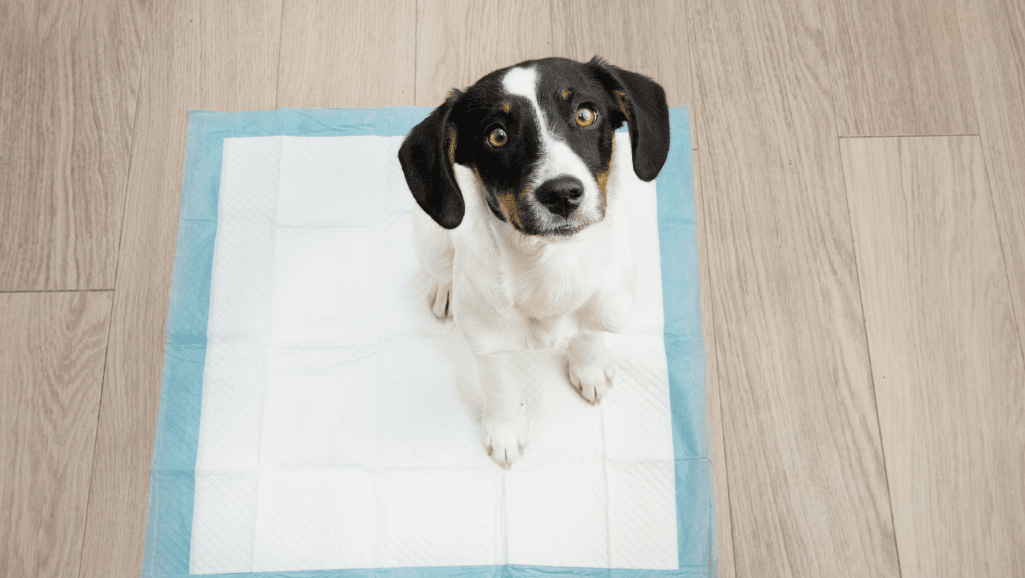 puppy potty training