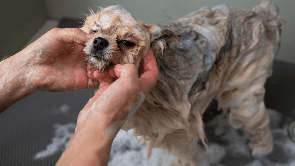 puppy shampoos