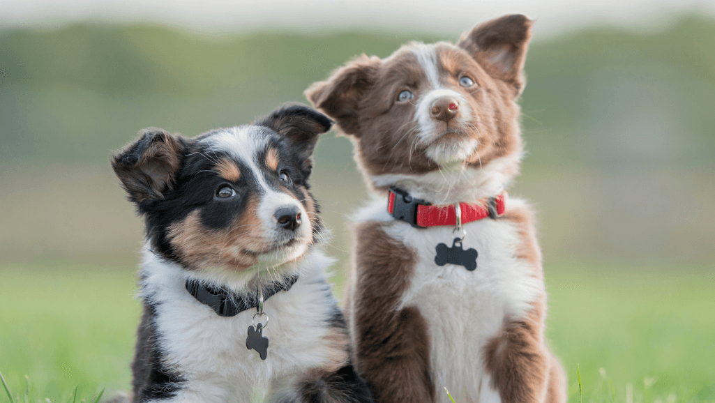 puppy socialization