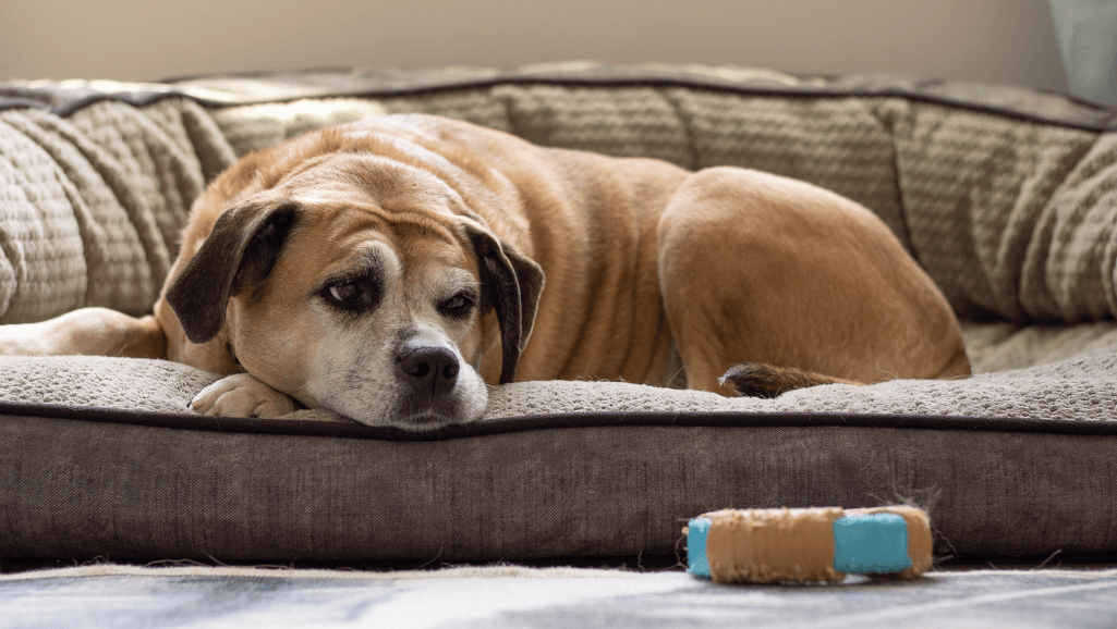 senior dog tremors