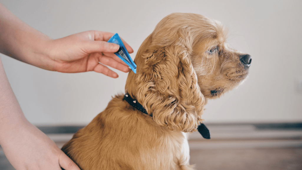 signs of intestinal parasites in dogs