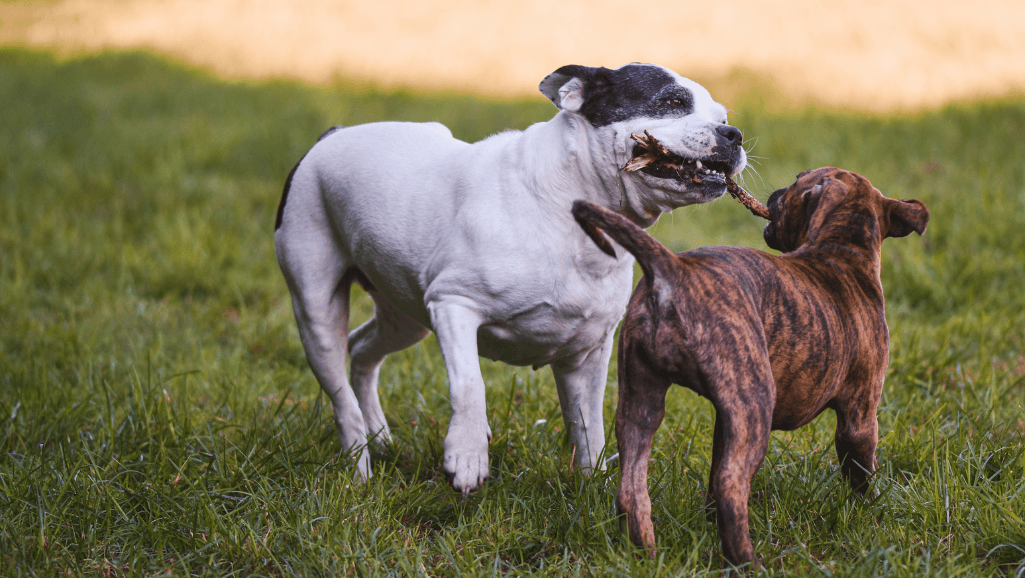 socialization skills