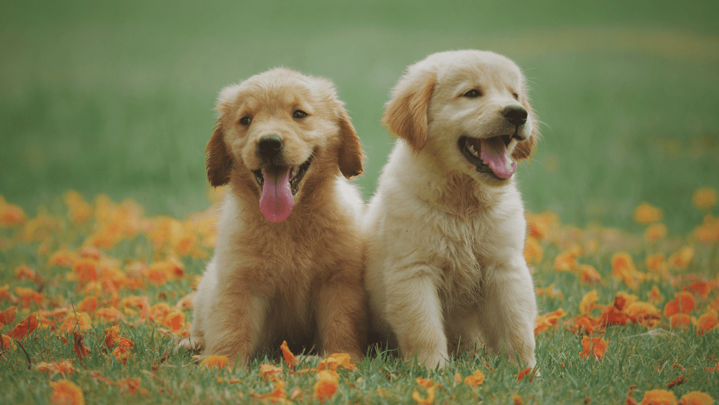 socializing puppies
