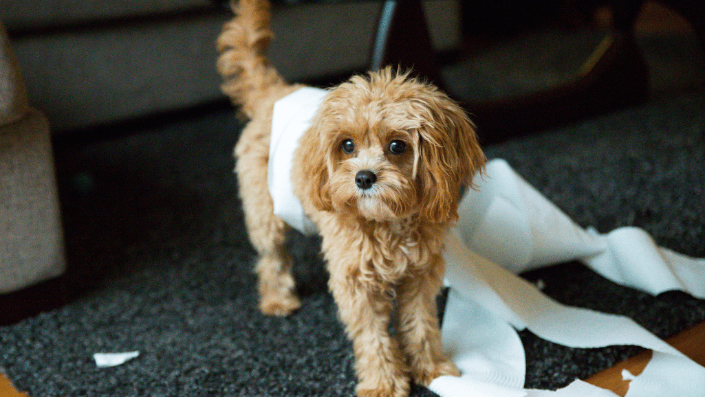 toilet train a puppy outside