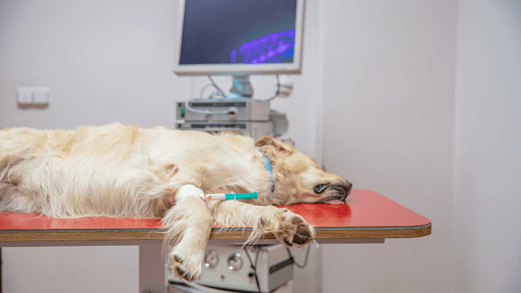 topical treatments for canine hot spots