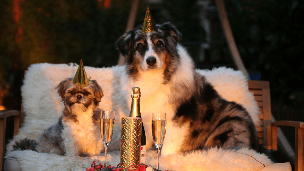 transitioning dog to new food