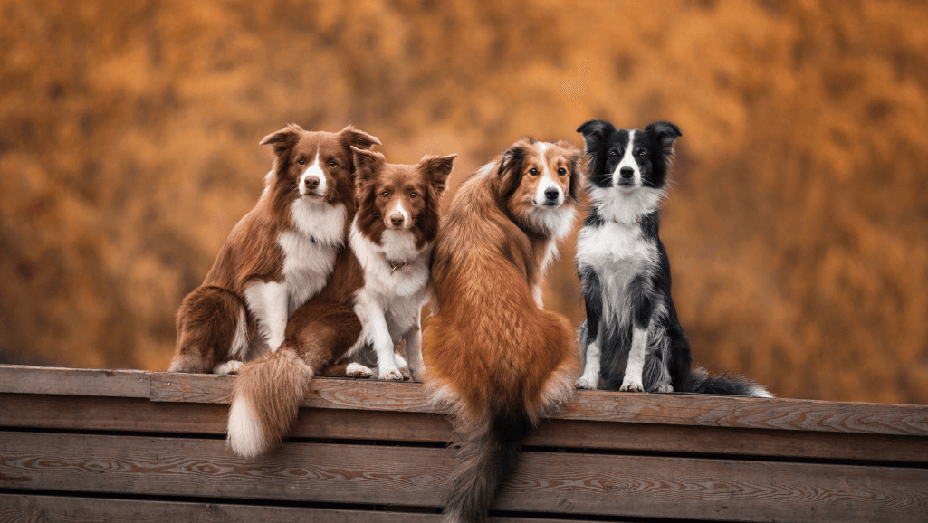 types of canine seizures