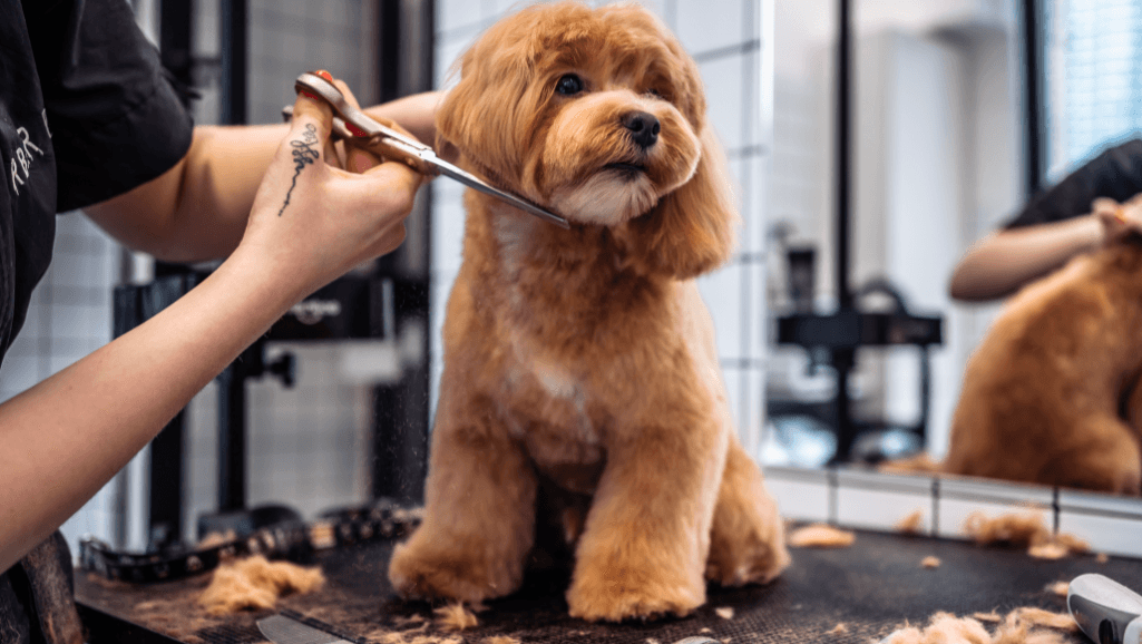 vaccine-exempt dog grooming