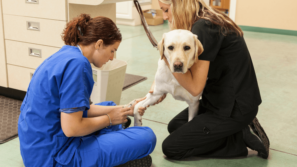 veterinary aspirin for dogs