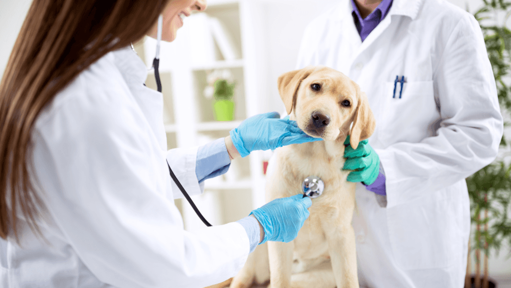 veterinary examination for skin conditions