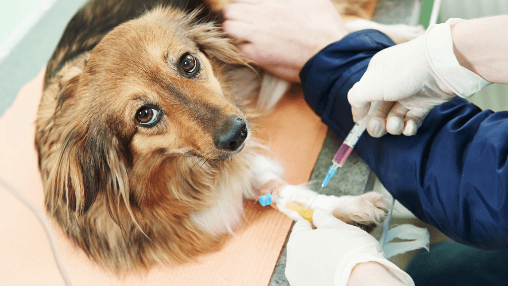 veterinary tests for canine seizures
