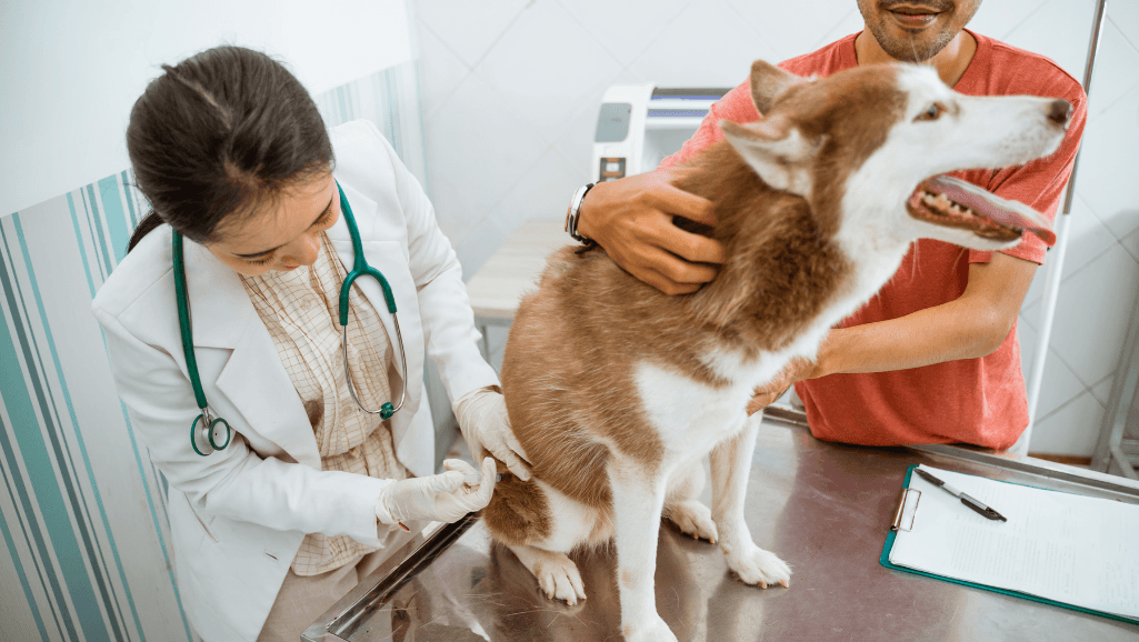 What Can I Give My Dog for an Upset Stomach | Quick Help 1 what can i give my dog for an upset stomach