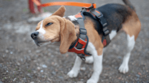 why is my dog shaking