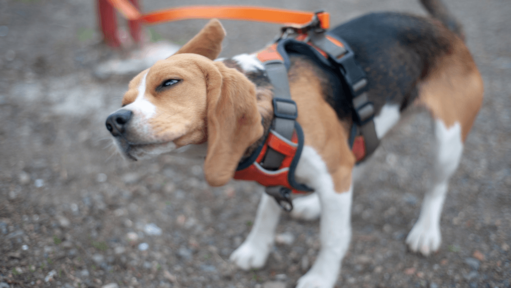 Why Is My Dog Shaking: Causes & Solutions 1 why is my dog shaking