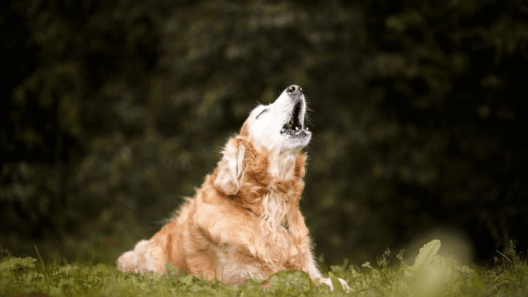 How to Stop Dogs Barking: Expert Training Guide 62 Dogs Barking