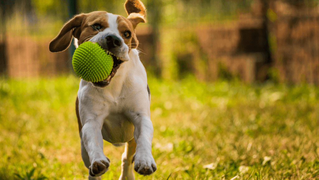Effective Dog Behavior Chart