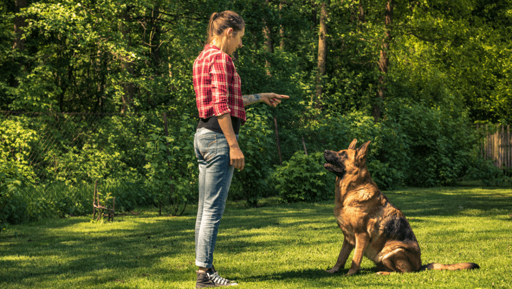 Positive Dog Training Techniques
