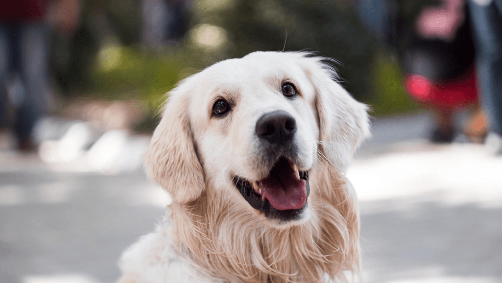 adult dog behavior modification