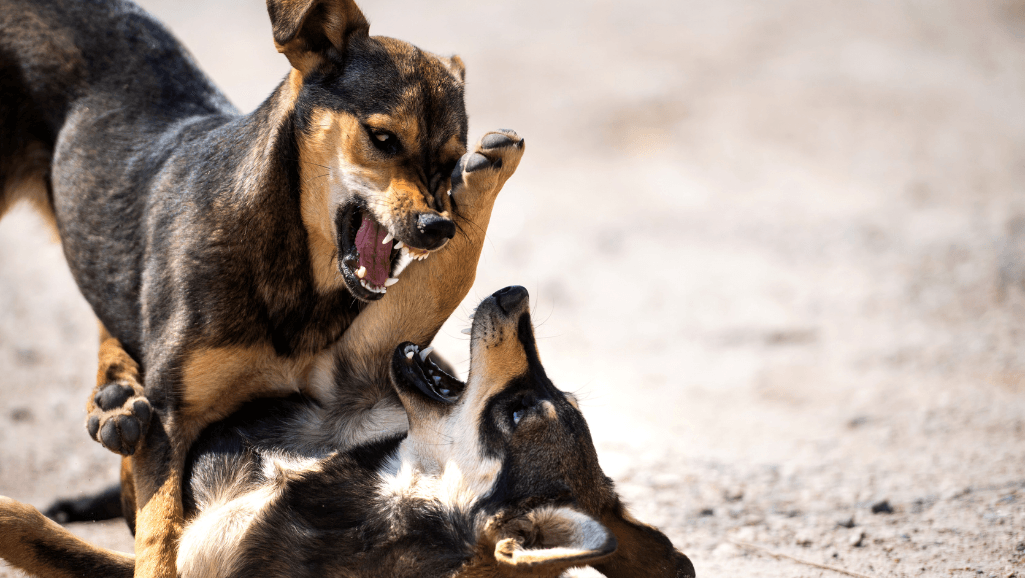 aggressive dog rehabilitation