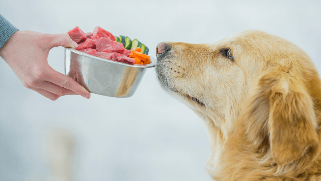 balanced diet for dog training success