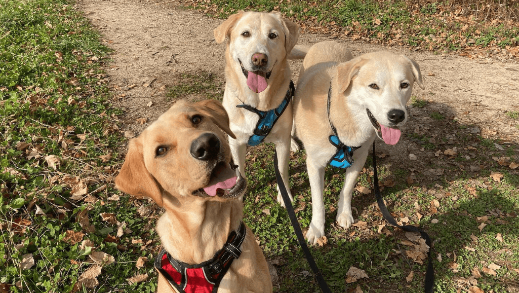 bark collars for dogs