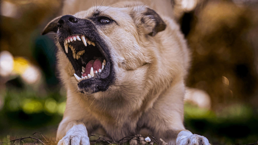 canine aggression management