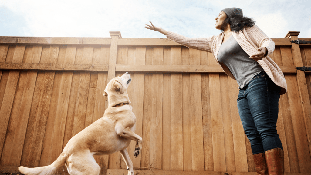canine counselor trainee