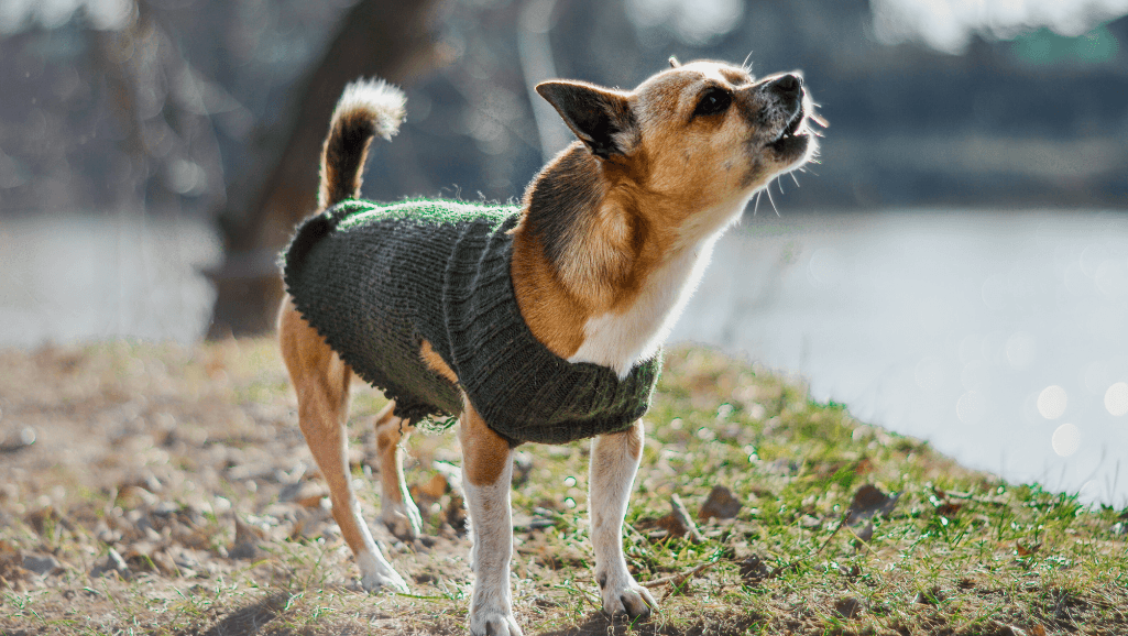 dog barking patterns
