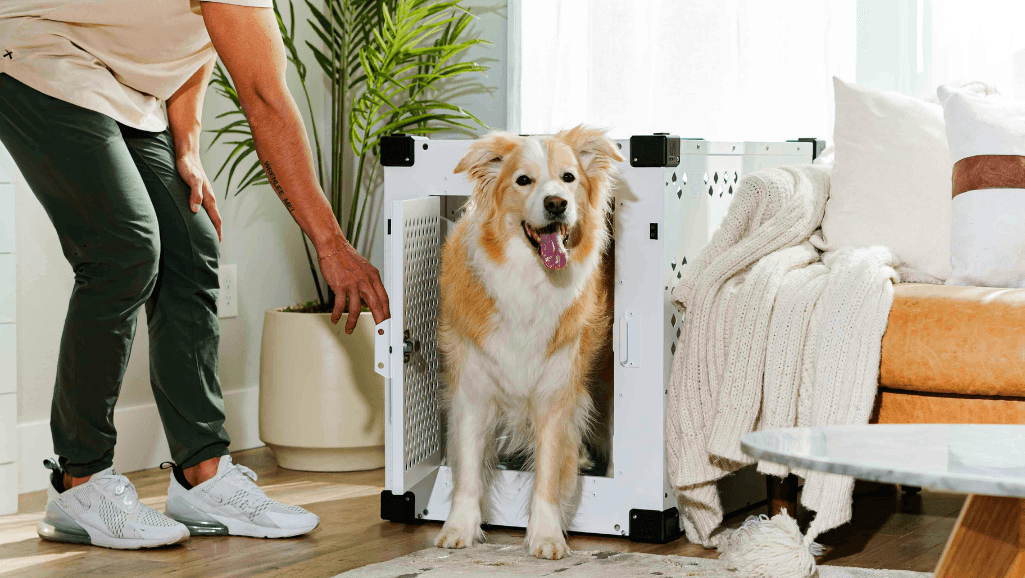 dog crates for training