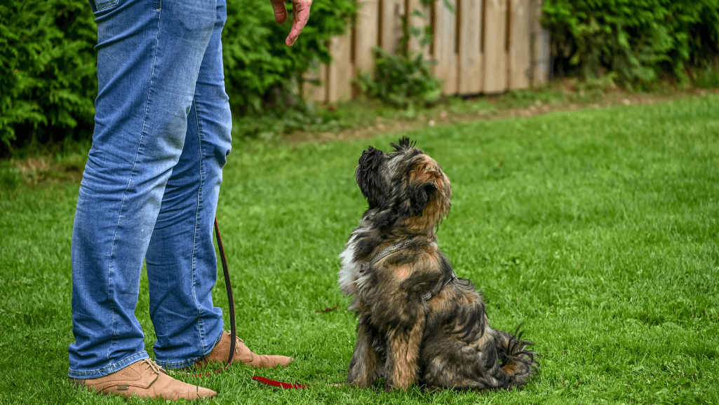 dog obedience training