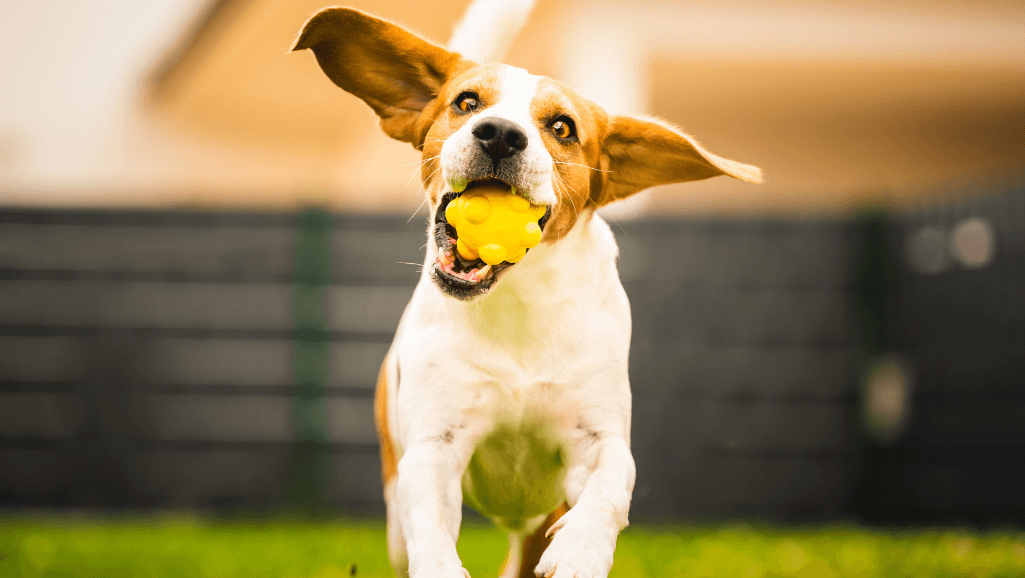 dog playing fetch with frisbee