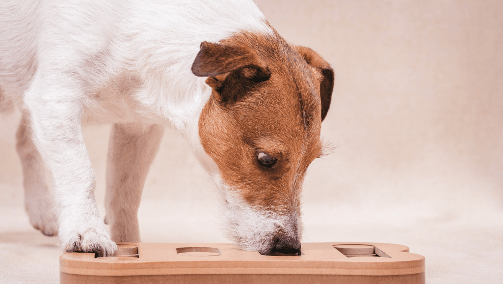 dog puzzle toys