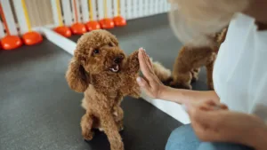 dog trainer apprentice