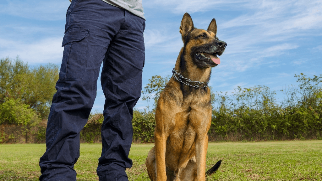 dog trainer apprentice skills