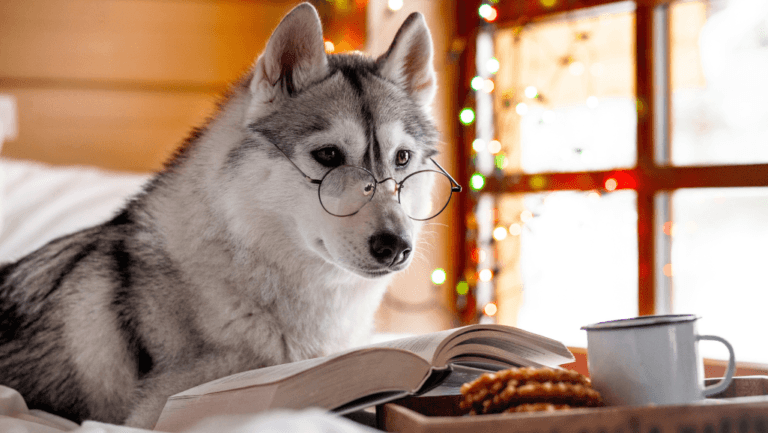 Best Dog Training Books: Essential Guide for Pet Owners 51 dog training books
