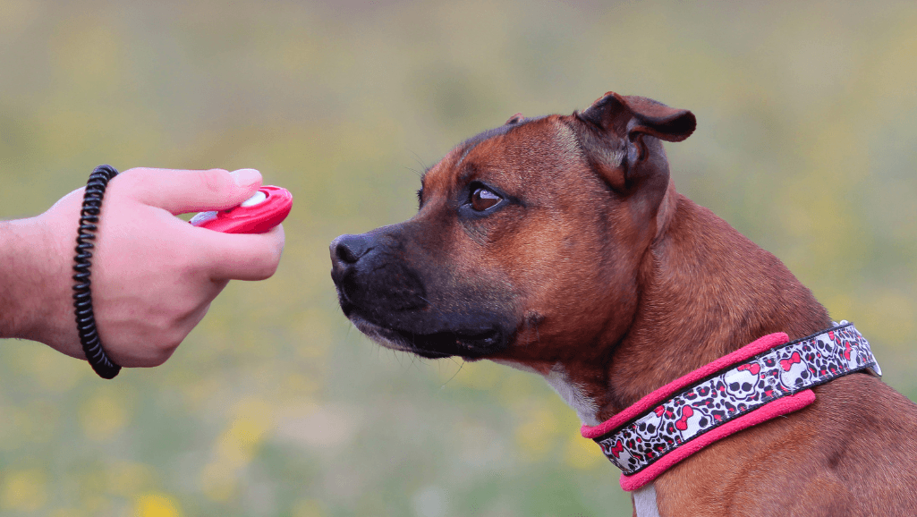dog training clickers