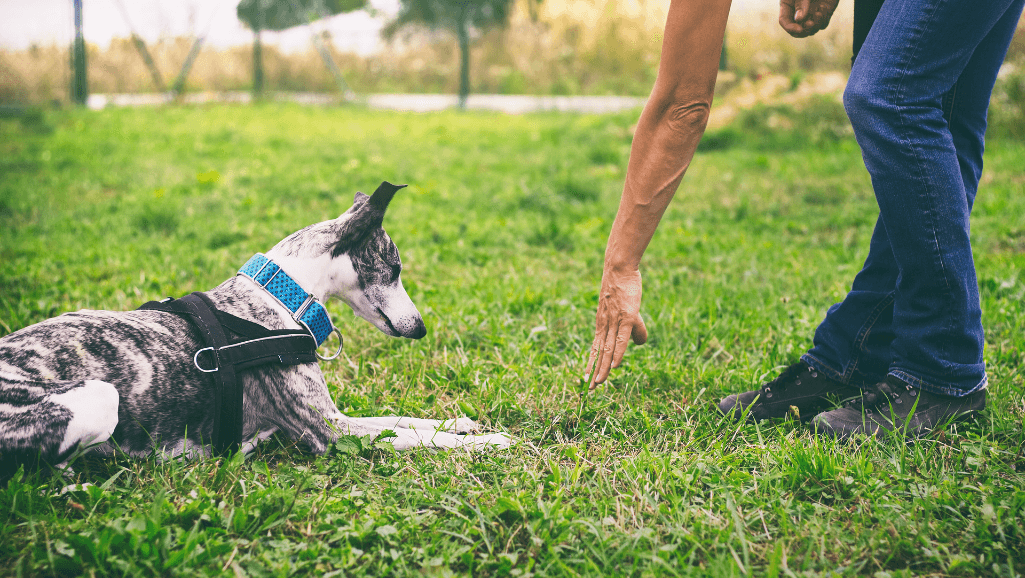 dog training techniques