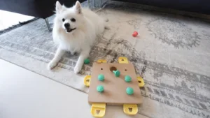 games for dogs